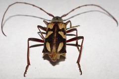 Phoracantha flavopicta