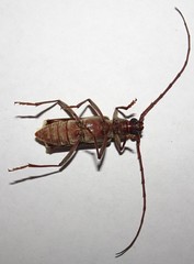 Phoracantha flavopicta