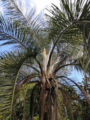 Cocoseae