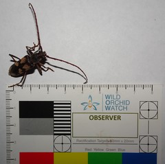 Phoracantha flavopicta