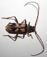 Phoracantha flavopicta