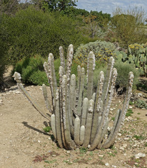 Cleistocactus hyalacanthus