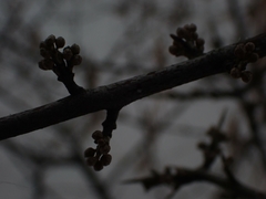 Shepherdia canadensis