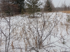 Shepherdia canadensis
