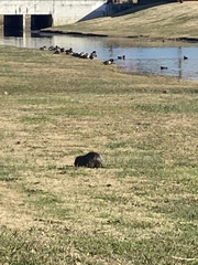 Myocastor coypus