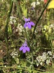 Lobelia reverchonii