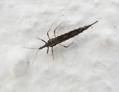 Idolothrips spectrum