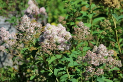 Spiraea × pyramidata