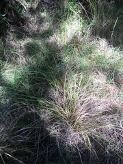 Carex flagellifera