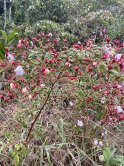 Monochaetum floribundum