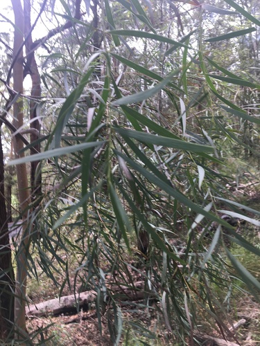 Image of Acacia courtii by (c) Thomas Mesaglio, some rights reserved (CC BY)