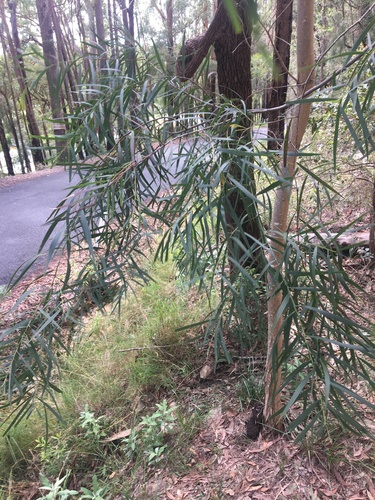 Image of Acacia courtii by (c) Thomas Mesaglio, some rights reserved (CC BY)