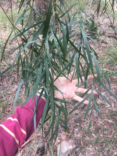Image of Acacia courtii by (c) Thomas Mesaglio, some rights reserved (CC BY)