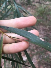 Acacia courtii