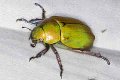 Chrysina beyeri