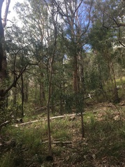Acacia courtii