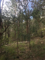 Acacia courtii