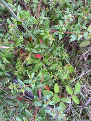 Monochaetum floribundum