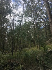 Acacia courtii