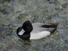 Aythya affinis