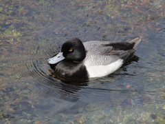 Aythya affinis