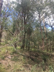 Acacia courtii