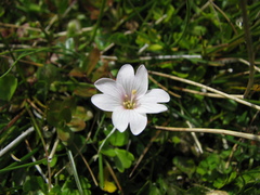 Epilobium macropus