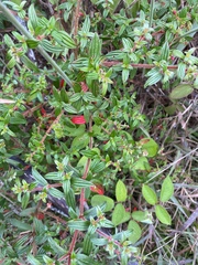 Monochaetum floribundum