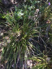 Carex spinirostris