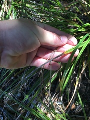 Carex spinirostris