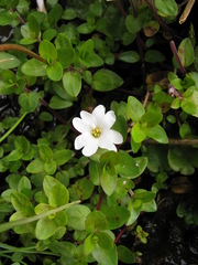 Epilobium macropus