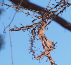 Lasioglossum peraustrale