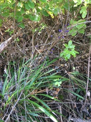 Dianella latissima