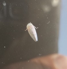 Polana quadrinotata