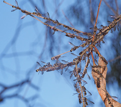 Lasioglossum peraustrale