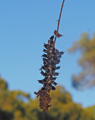 Megachile lucidiventris