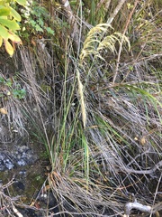 Austroderia splendens