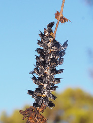 Megachile lucidiventris