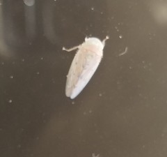Polana quadrinotata