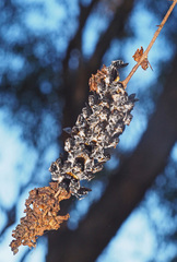 Megachile lucidiventris