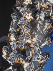 Megachile lucidiventris