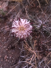 Hypochaeris incana