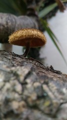 Basidiomycota