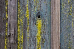 Chrysothrix granulosa