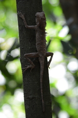 Gonocephalus bornensis