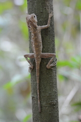 Gonocephalus bornensis