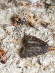 Loxostegopsis merrickalis