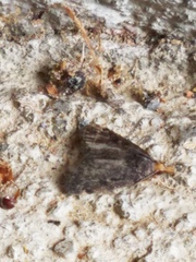 Loxostegopsis merrickalis