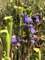 Lobelia reverchonii
