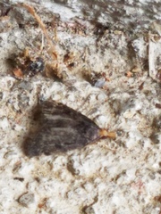 Loxostegopsis merrickalis